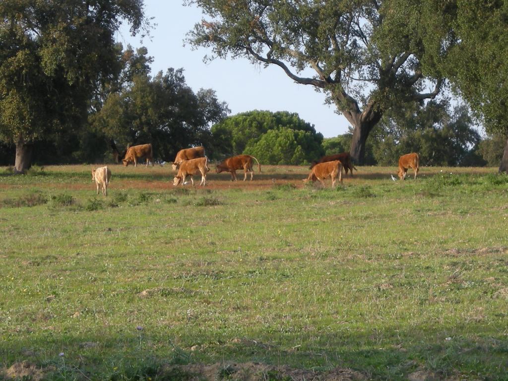 Alcácer do Sal Herdades Da Ameira - Monte Do Arrozal חדר תמונה
